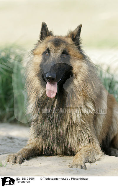 Tervueren / Belgian Tervuren / BS-03651