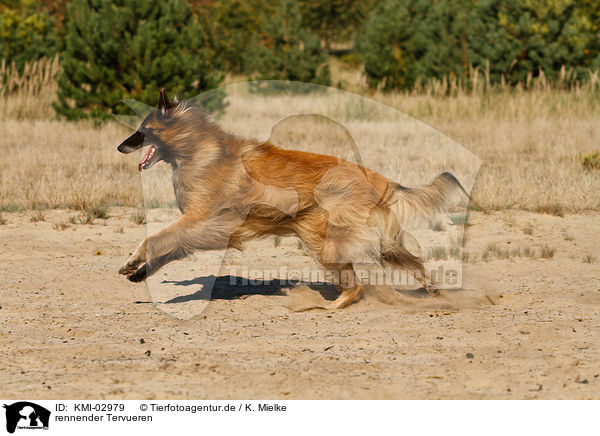 rennender Tervueren / KMI-02979