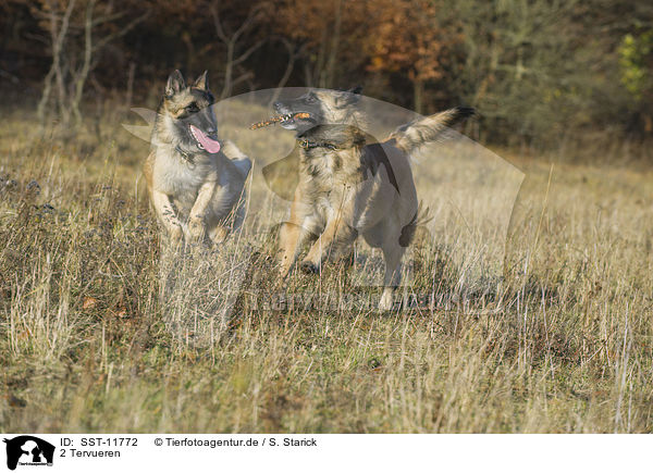 2 Tervueren / 2 Tervuren / SST-11772
