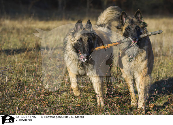 2 Tervueren / 2 Tervuren / SST-11792