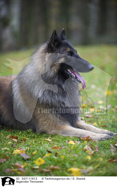 liegender Tervueren / lying Tervueren / SST-11813