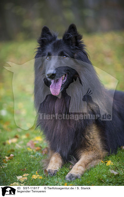 liegender Tervueren / SST-11817
