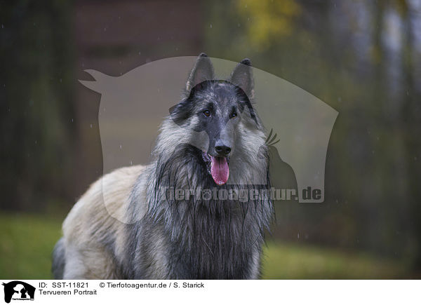 Tervueren Portrait / Tervuren Portrait / SST-11821