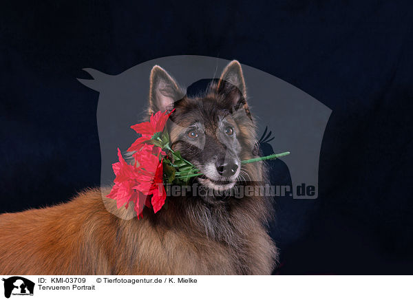 Tervueren Portrait / Tervuren Portrait / KMI-03709