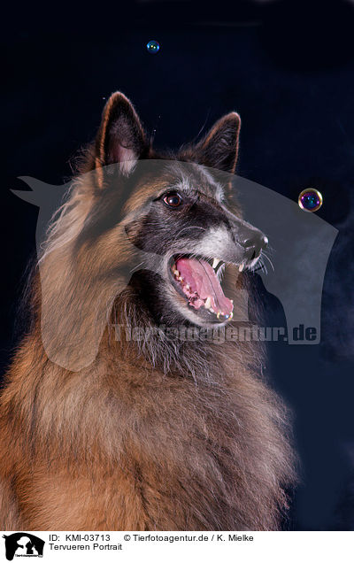 Tervueren Portrait / Tervuren Portrait / KMI-03713