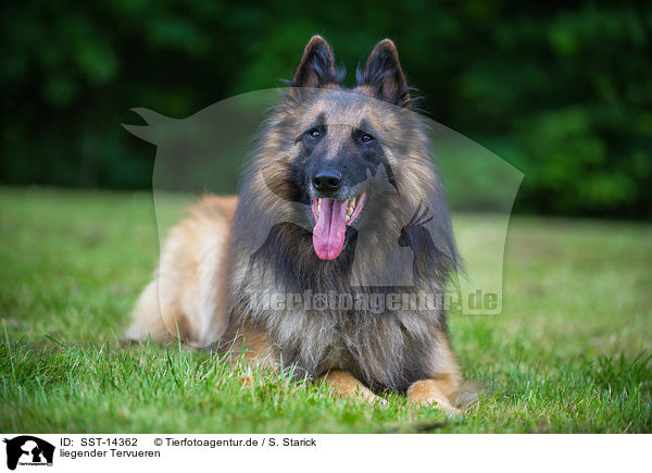 liegender Tervueren / SST-14362