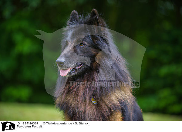 Tervueren Portrait / SST-14367