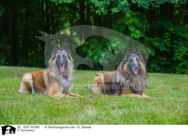 2 Tervueren / SST-14392