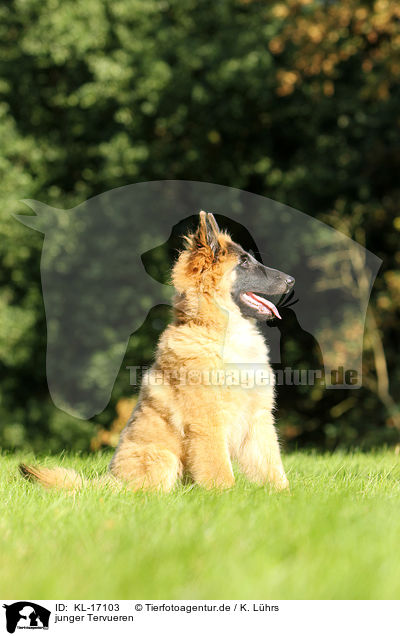 junger Tervueren / young Tervueren / KL-17103