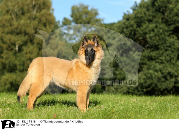 junger Tervueren / young Tervueren / KL-17118