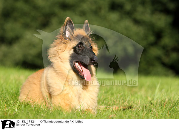 junger Tervueren / young Tervueren / KL-17121