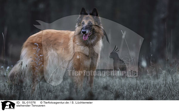 stehender Tervueren / SL-01076
