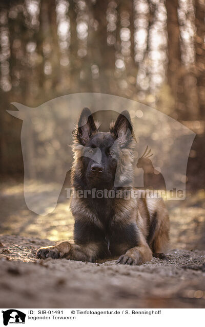 liegender Tervueren / SIB-01491
