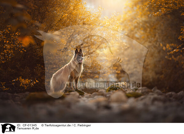 Tervueren R�de / male tervuren / CF-01345