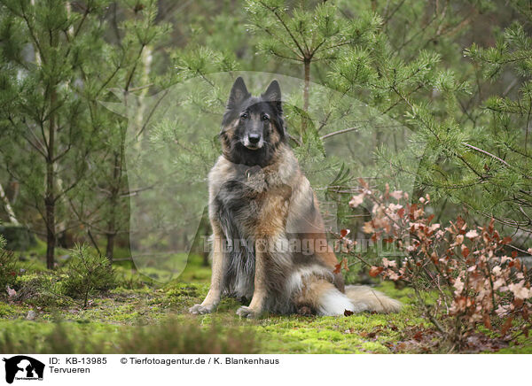 Tervueren / tervuren / KB-13985
