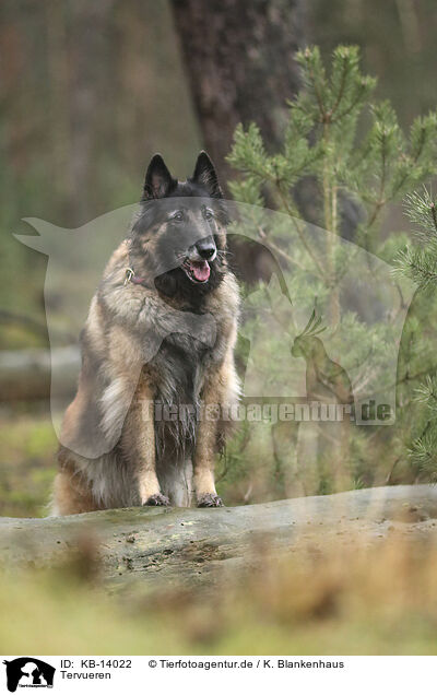 Tervueren / tervuren / KB-14022
