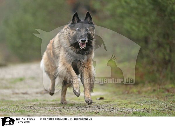 Tervueren / KB-14032