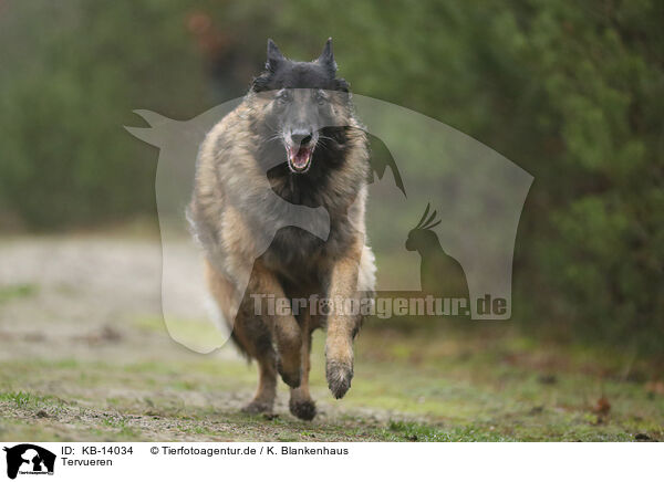 Tervueren / tervuren / KB-14034