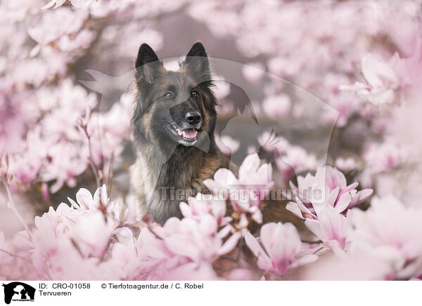 Tervueren / tervuren / CRO-01058