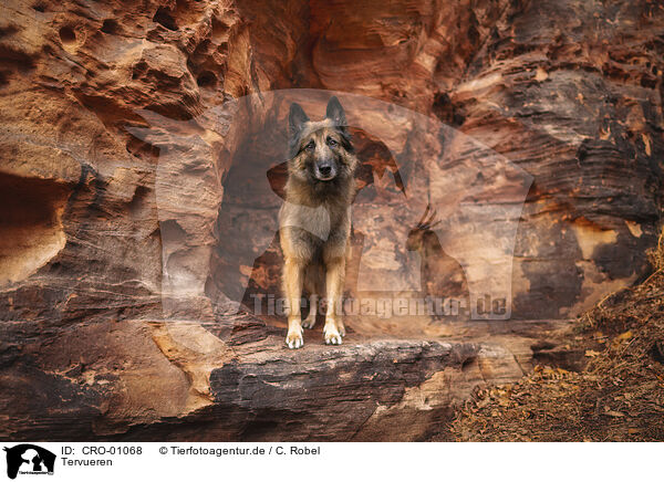 Tervueren / tervuren / CRO-01068
