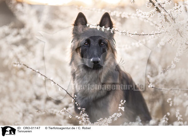 Tervueren / tervuren / CRO-01147