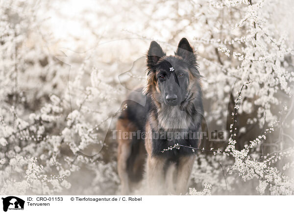 Tervueren / tervuren / CRO-01153