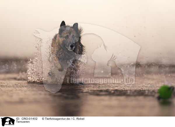 Tervueren / tervuren / CRO-01402
