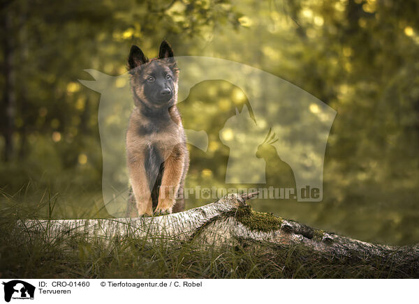 Tervueren / tervuren / CRO-01460