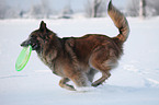 Tervueren im Schnee