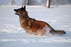 Tervueren im Schnee