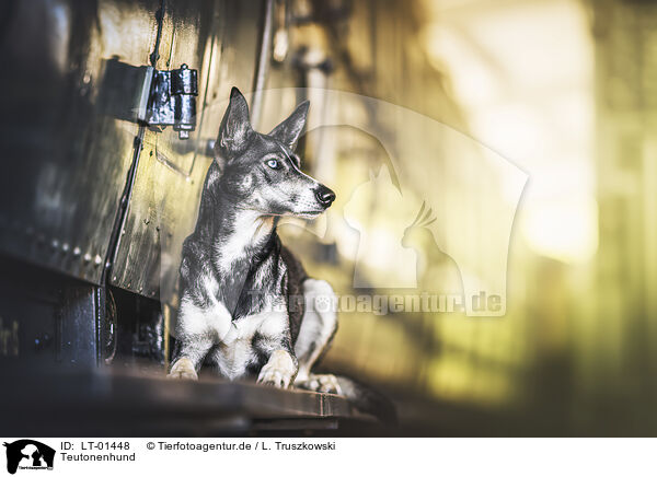 Teutonenhund / Teutones dog / LT-01448