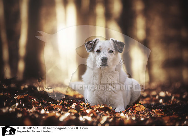 liegender Texas Heeler / lying Texas Heeler / KFI-01501