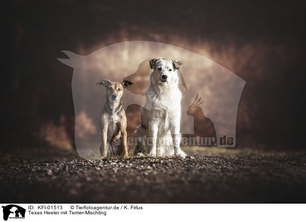 Texas Heeler mit Terrier-Mischling / Texas Heeler with Terrier-Mongrel / KFI-01513