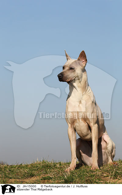 sitzender Thai Ridgeback / sitting Thai Ridgeback Dog / JH-15000