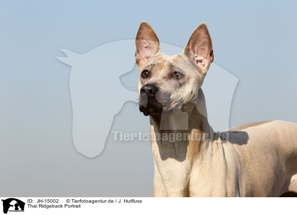 Thai Ridgeback Portrait / Thai Ridgeback Dog Portrait / JH-15002