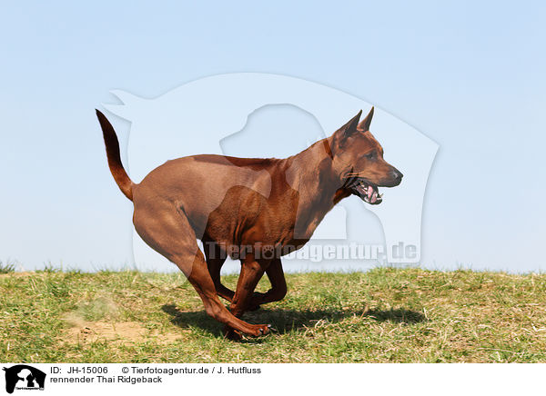 rennender Thai Ridgeback / running Thai Ridgeback Dog / JH-15006