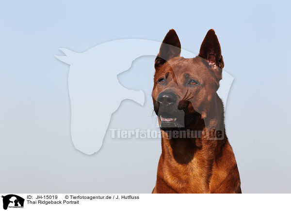 Thai Ridgeback Portrait / Thai Ridgeback Portrait / JH-15019