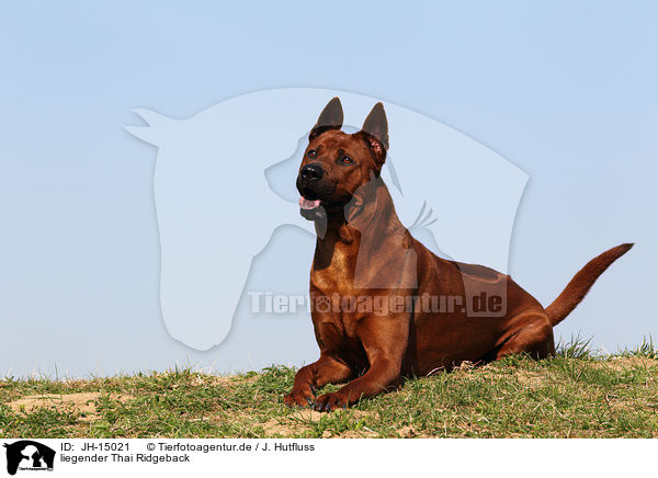 liegender Thai Ridgeback / lying Thai Ridgeback Dog / JH-15021