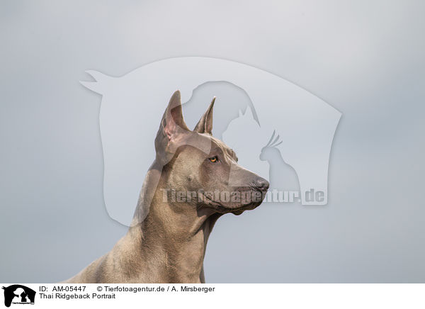 Thai Ridgeback Portrait / AM-05447