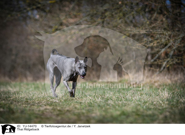 Thai Ridgeback / YJ-14470