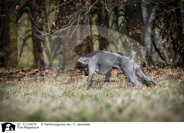 Thai Ridgeback / YJ-14479
