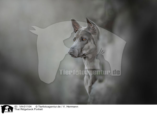 Thai Ridgeback Portrait / VH-01104
