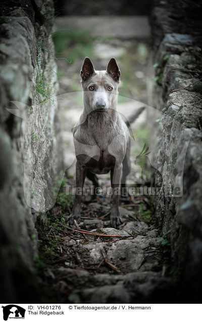 Thai Ridgeback / VH-01276