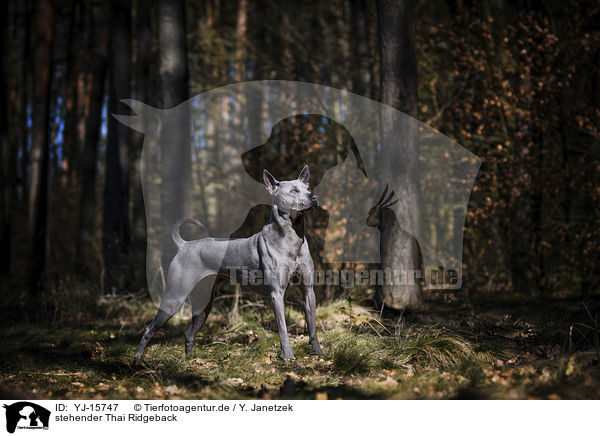 stehender Thai Ridgeback / YJ-15747