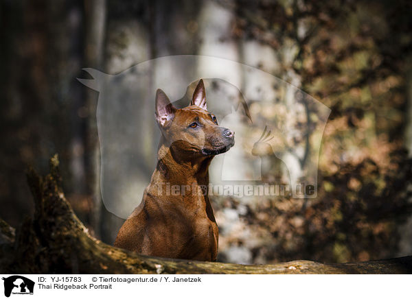 Thai Ridgeback Portrait / YJ-15783