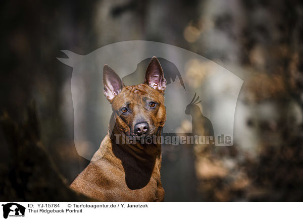 Thai Ridgeback Portrait / YJ-15784