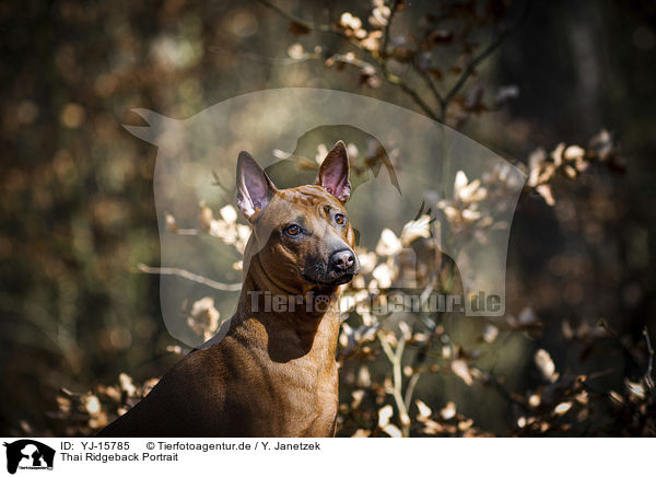 Thai Ridgeback Portrait / YJ-15785