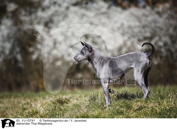 stehender Thai Ridgeback / YJ-15791