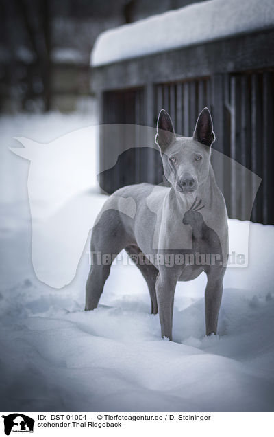 stehender Thai Ridgeback / DST-01004