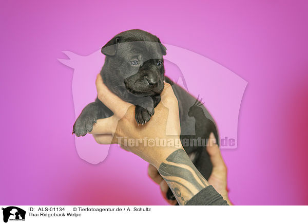 Thai Ridgeback Welpe / Thai Ridgeback Puppy / ALS-01134